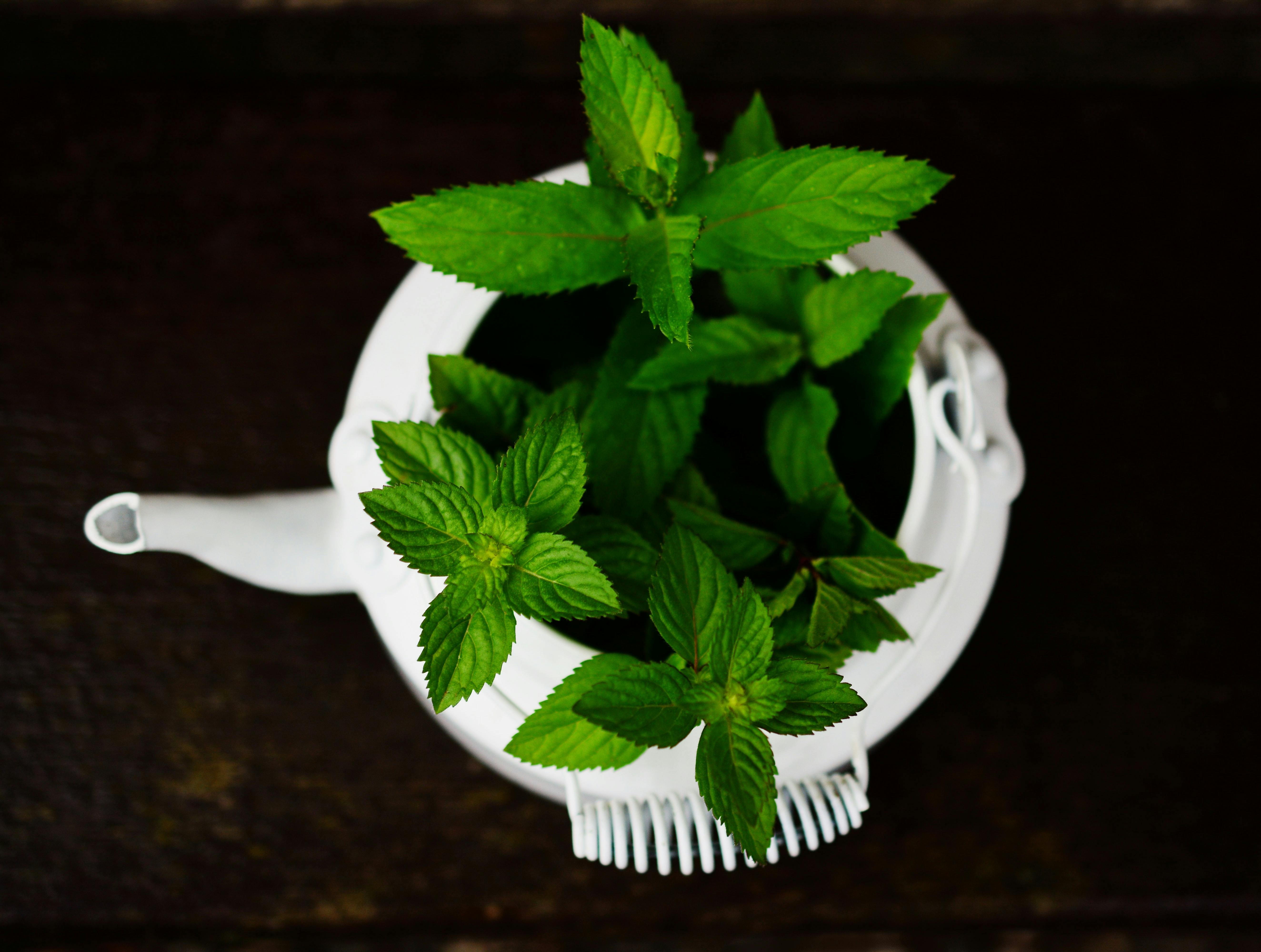 Medicinal Herbs